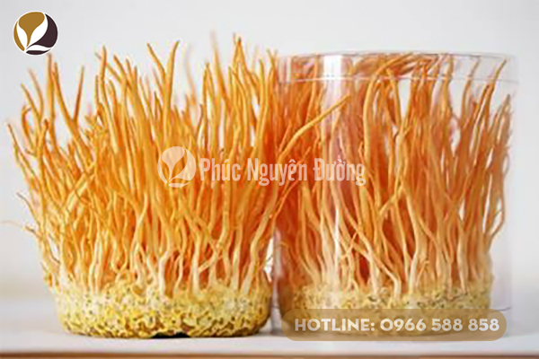 Đông trùng hạ thảo được nuôi trồng ở Việt Nam