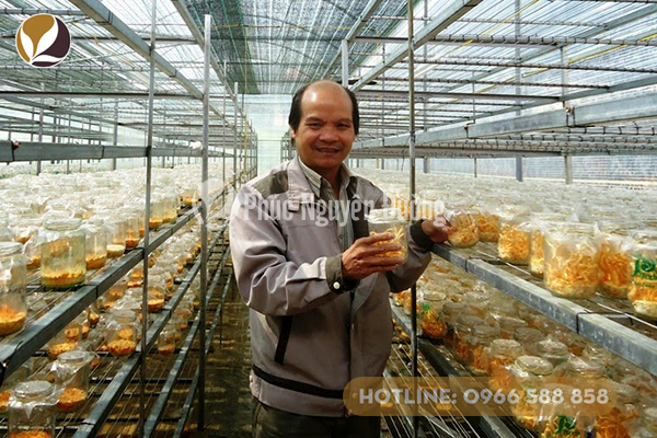 Đông trùng thảo được nuôi trồng ở Việt Nam