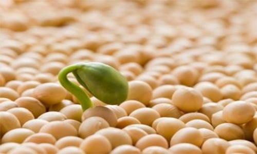 Mầm đậu nành nguyên xơ có tác dụng gì?Có nên sử dụng không?